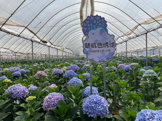 盒马位于昆明的绣球花种植基地/图源 盒马