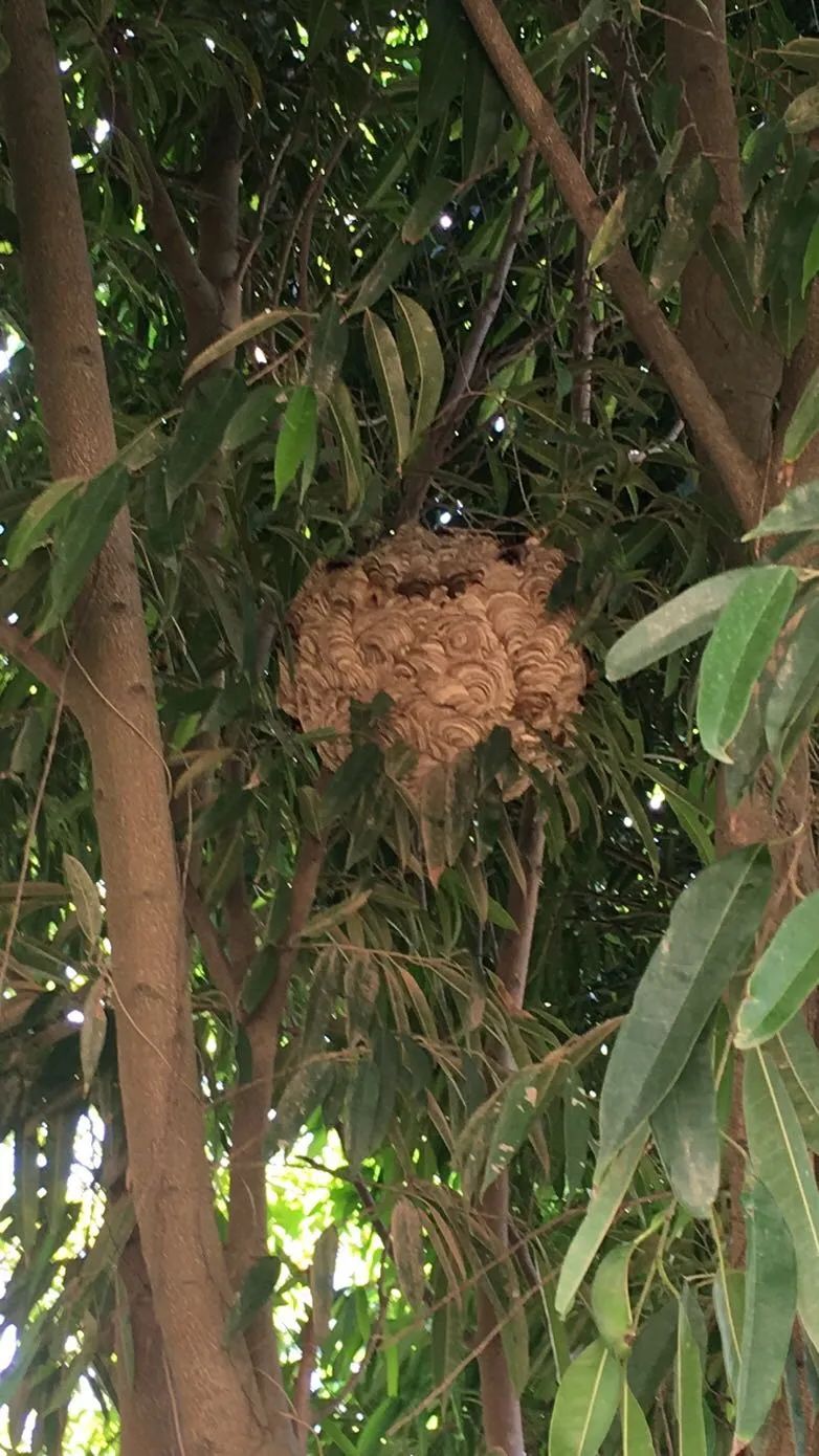 树上蜂巢窝图片图片