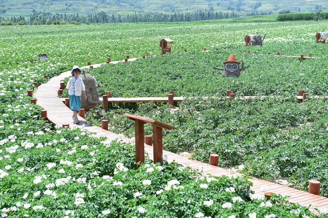 中国·岚县第九届"土豆花开了"旅游文化月开幕式暨《土豆花盛开的地方