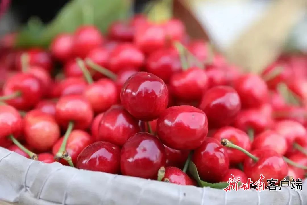 秦州大樱桃.