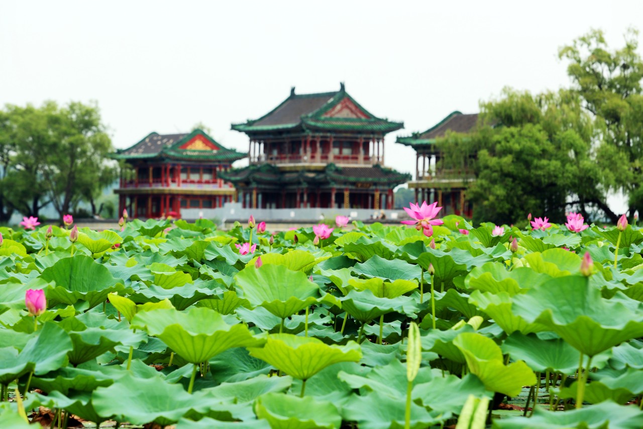 盛夏至,荷花开,颐和园赏荷打卡方式在这里!|昆明湖_新浪财经_新浪网