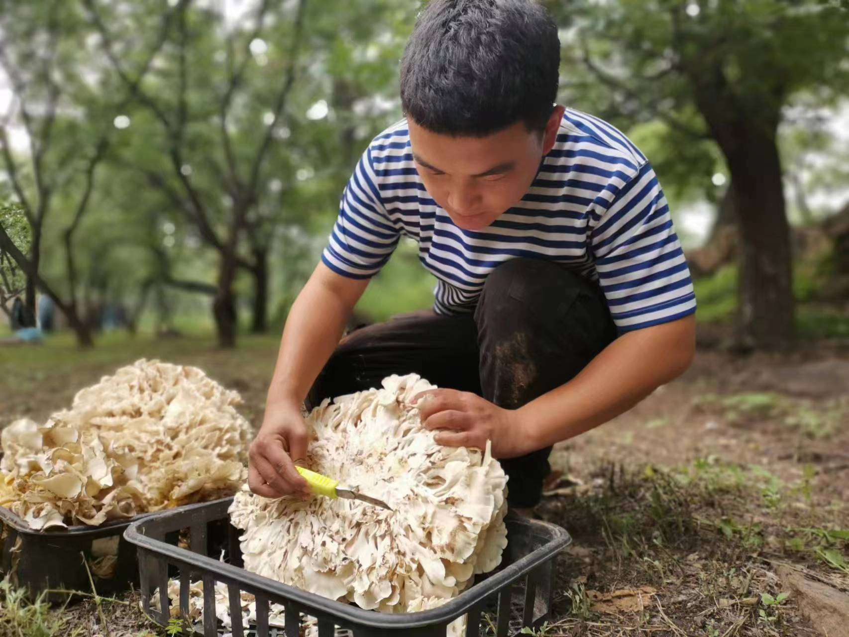 昌平區延壽鎮栗蘑上市 預計產量200萬斤 - 新浪香港