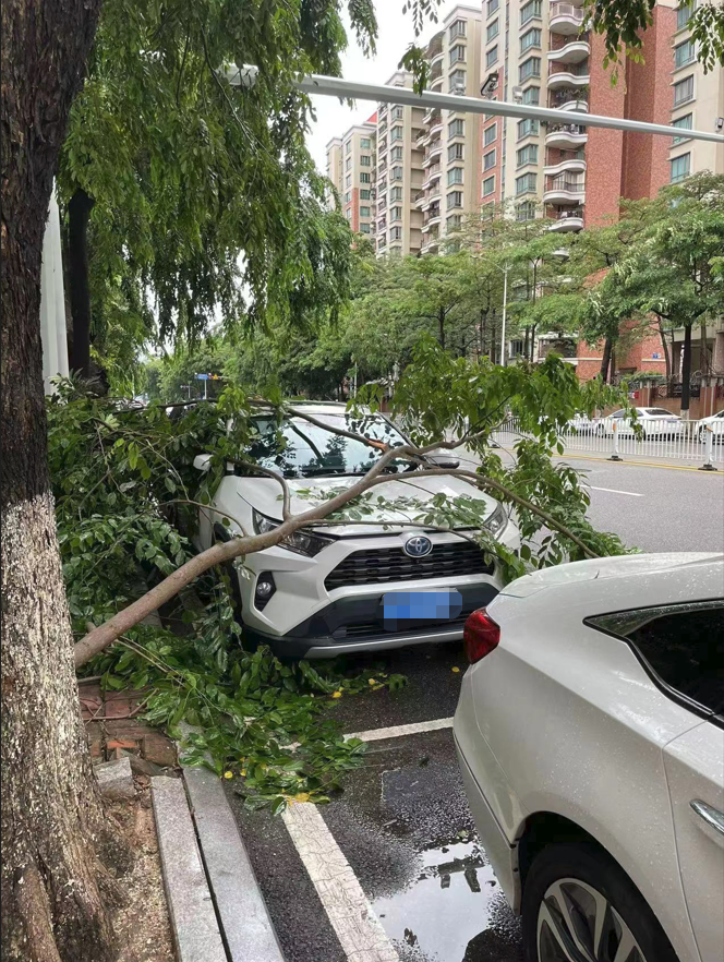 大风天树倒砸车,你会自认倒霉吗?|维权|林木|吴春燕|法院|车主_新浪新闻