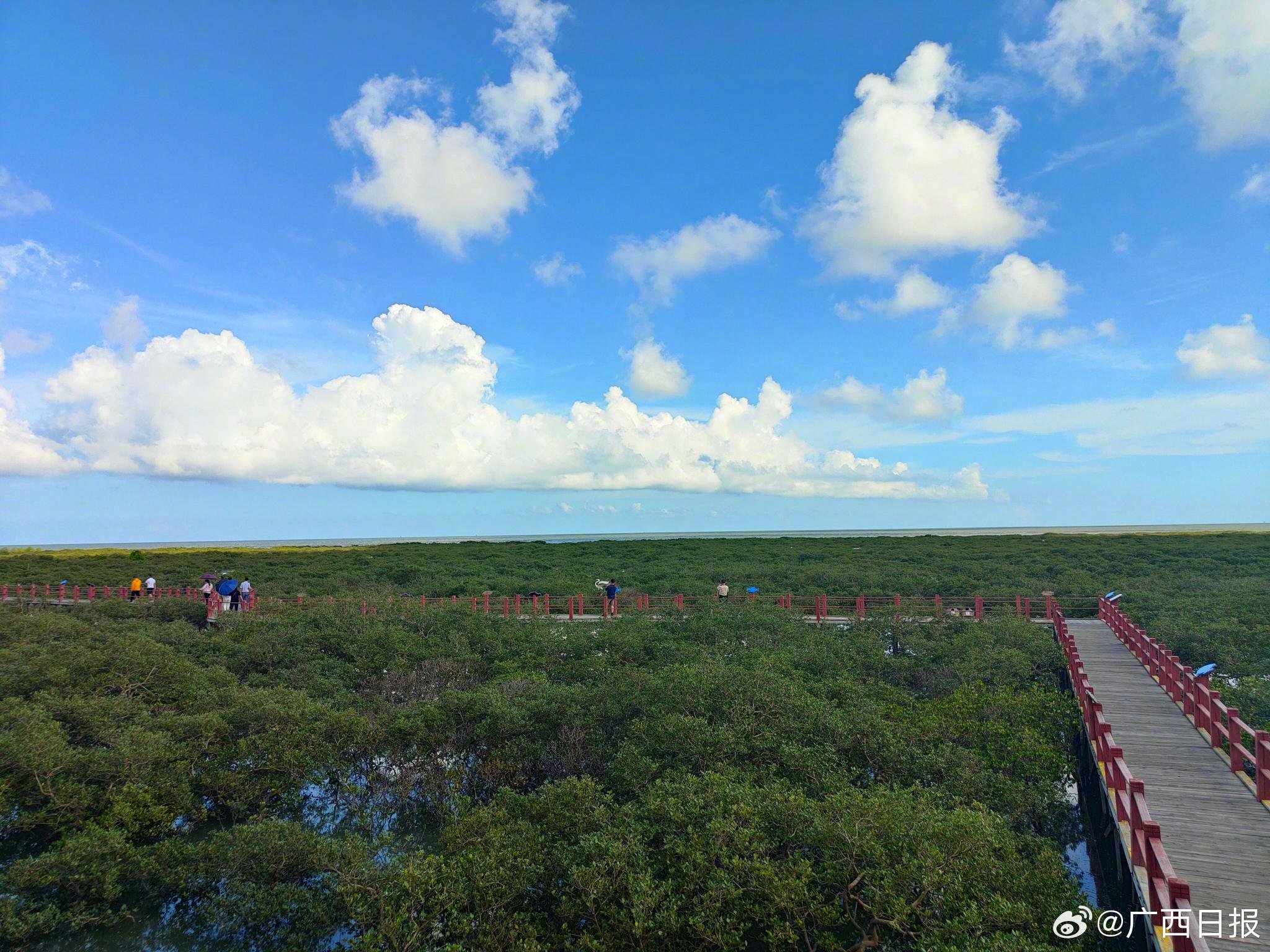 北海金海湾红树林：以生态保护为先导，打造绿色旅游新名片|北海市|红树林_新浪新闻