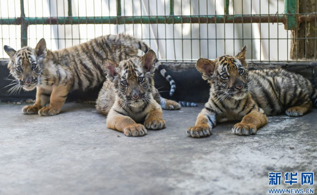 2020年4月,河南省洛阳市王城公园动物园内诞生的三只小华南虎.