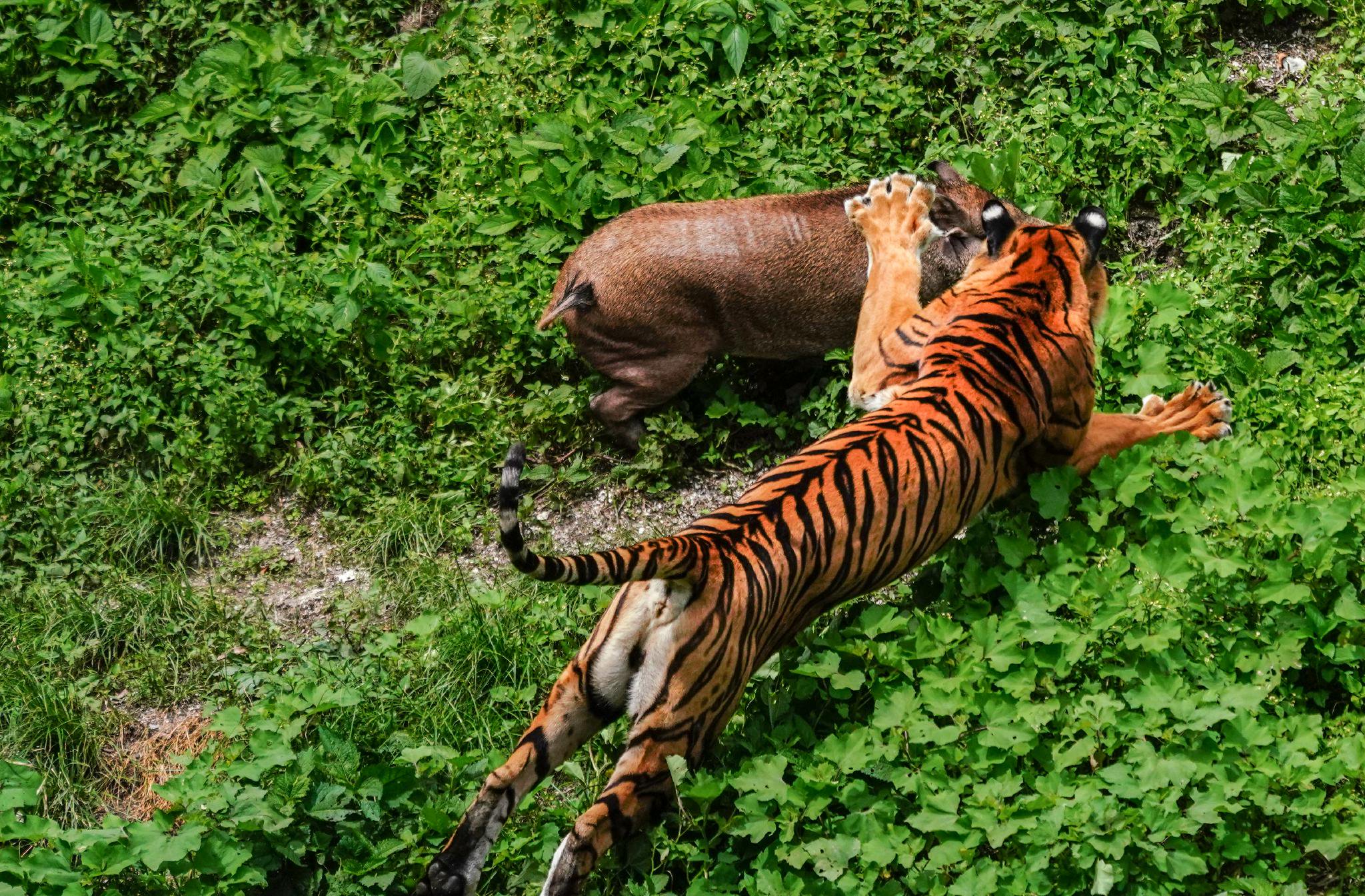 猛虎捕食图图片