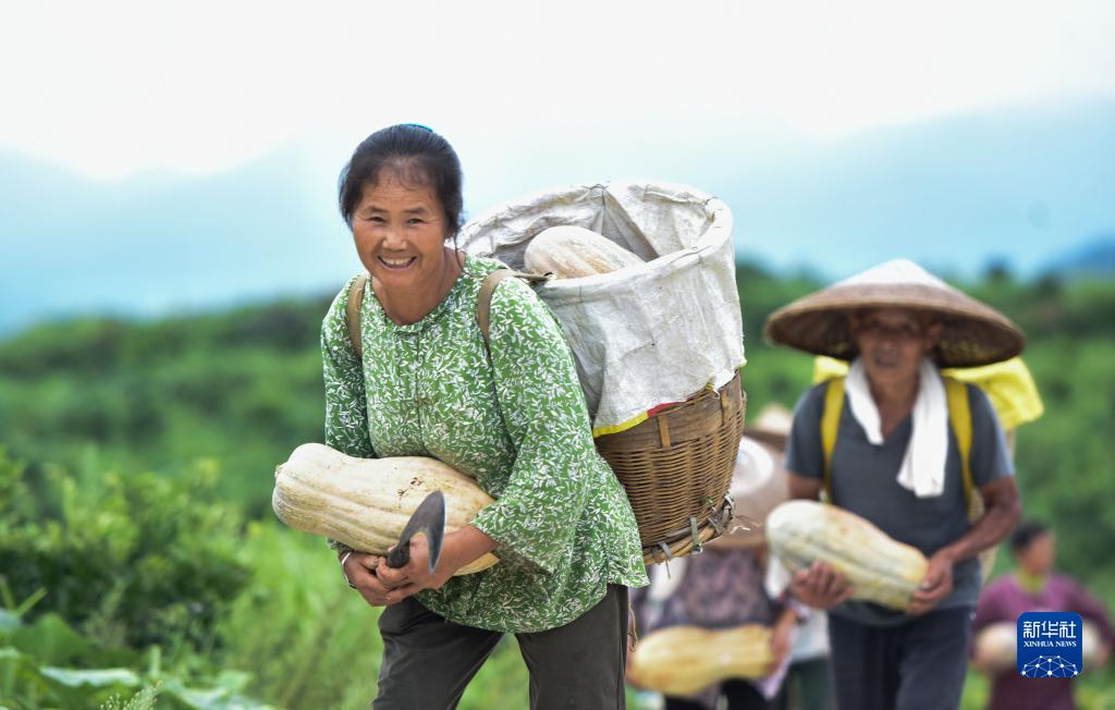 贵州松桃:南瓜成熟采收忙