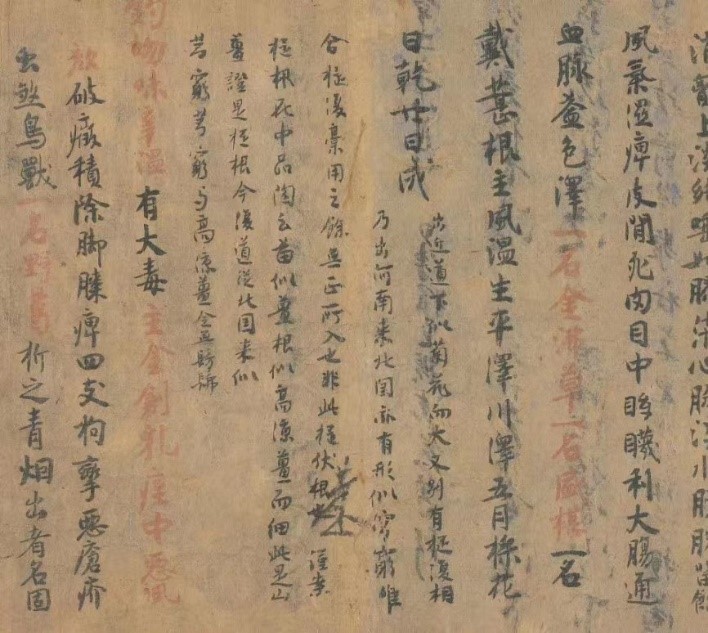 敦煌出土《新修本草》卷十写本(局部一)