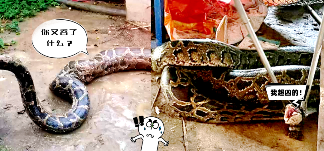 吓人,"贪吃蟒"生吞一只30斤狗|蛇_新浪财经_新浪网