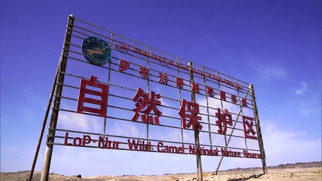 新疆罗布泊野骆驼国家级自然保护区。图/视觉中国