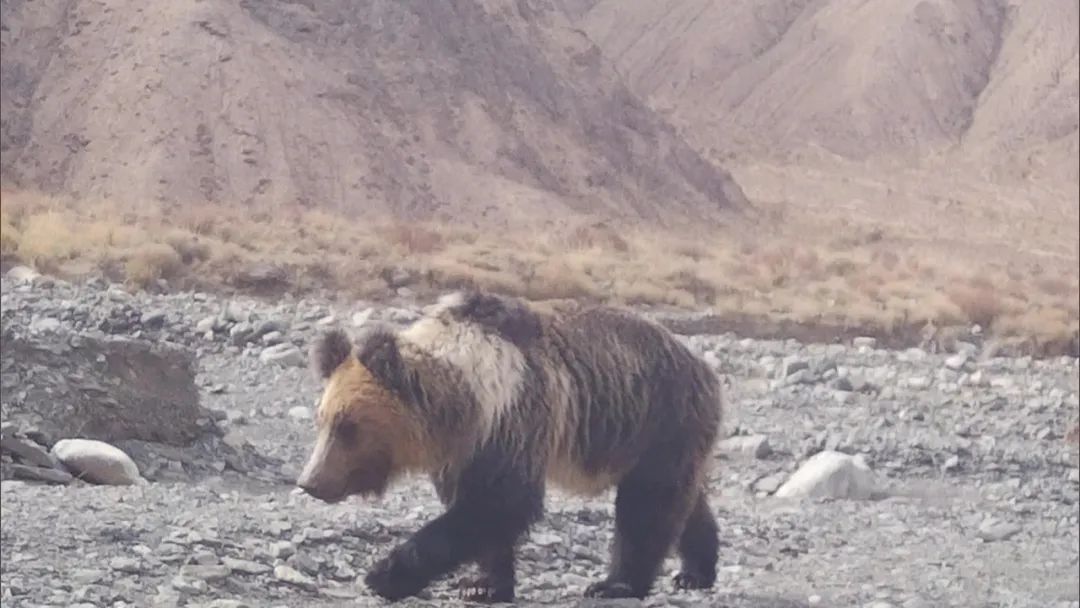 近日，新疆罗布泊野骆驼国家级自然保护区管理局工作人员，通过红外相机，拍摄到了国家二级重点保护动物棕熊。图/视觉中国