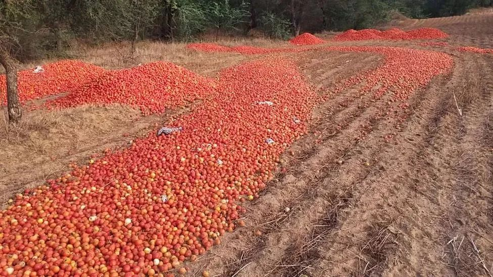 印度农民倾倒西红柿