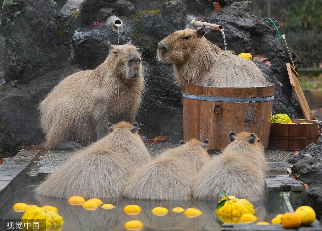 图片来源:视觉中国图片来源:小红书@水豚饲养员图片来源:instagram