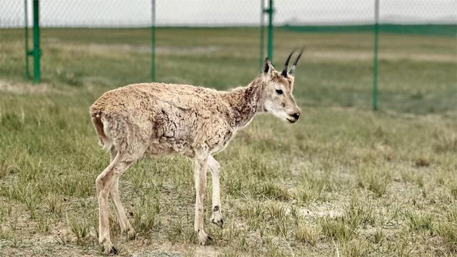新时代中国调研行·长江篇丨追寻索南达杰