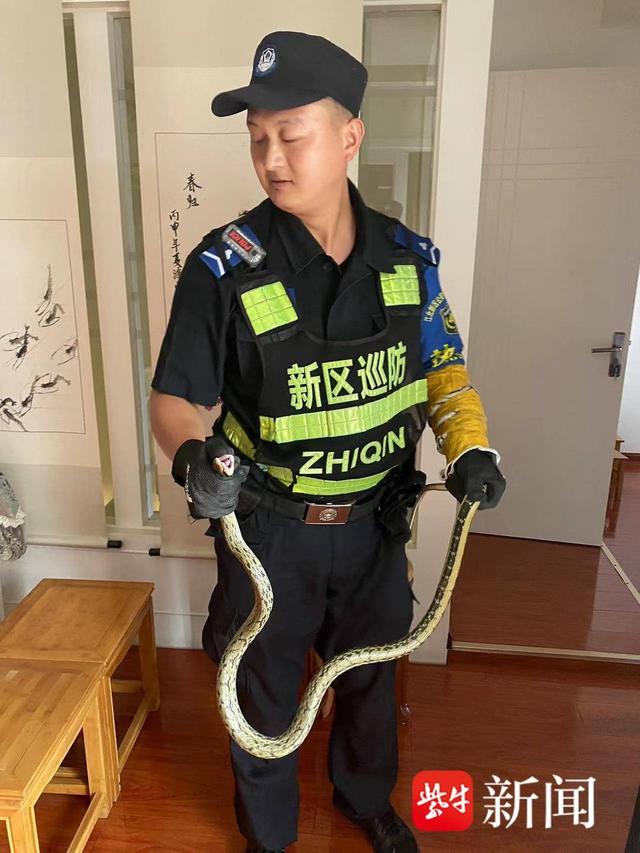 图为警方抓获闯入居民家中的黑眉锦蛇