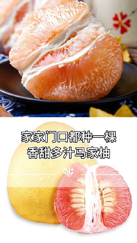 香甜又多汁的马家柚!家家门口都可以种一棵_新浪新闻