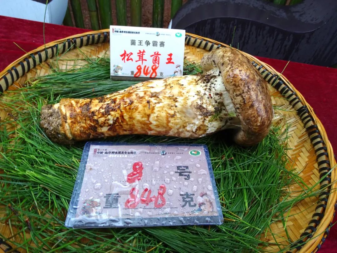 块菌,美味牛肝菌,虎掌菌,香根菌,杉老苞,云芝菌,灵芝菌,干巴菌,鸡枞共