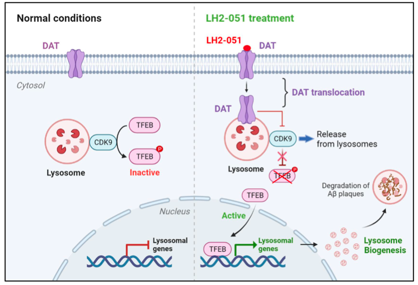 图丨LH2-051 诱导 TFEB 活化和溶酶体生物生成的调控机制（来源：Alzheimer’s & Dementia）