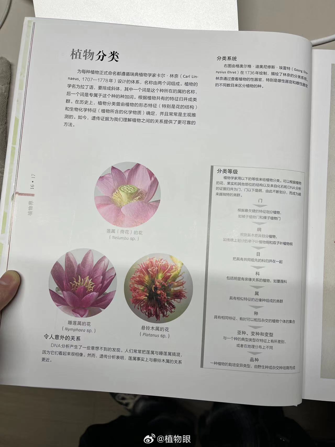 分类等级 界(Kingdom) 门(Phylum) 纲(Class) 目(Order)……|植物学|笔记_新浪娱乐_新浪新闻