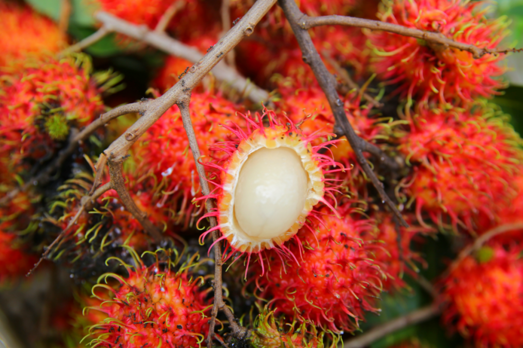 &nbsp;红澄澄的红毛丹.海南日报记者 王程龙 摄