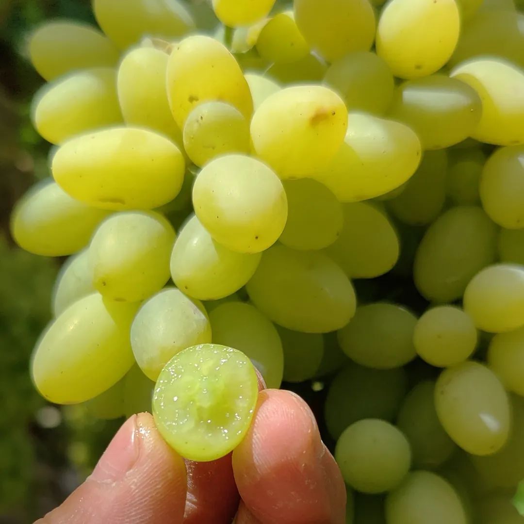 超甜吐鲁番白葡萄,皮薄无籽,脆爽爆汁,顺丰冷链送到家!