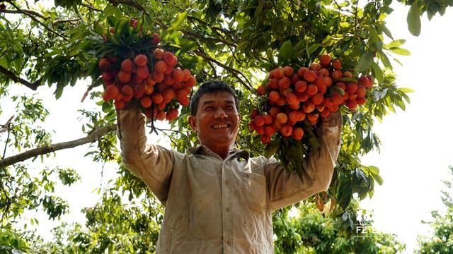 福州农田果林进入采收期:早稻竹荪大丰收 桃子荔枝正当红|水稻_新浪
