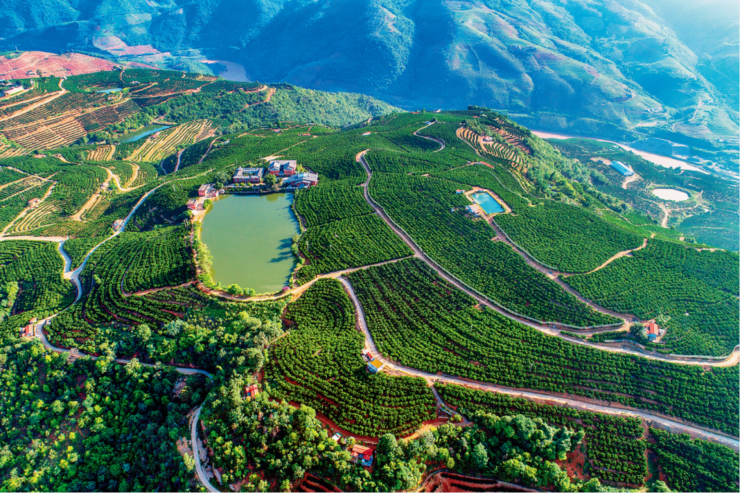 玉溪褚橙庄园&nbsp;供图&nbsp;资料图