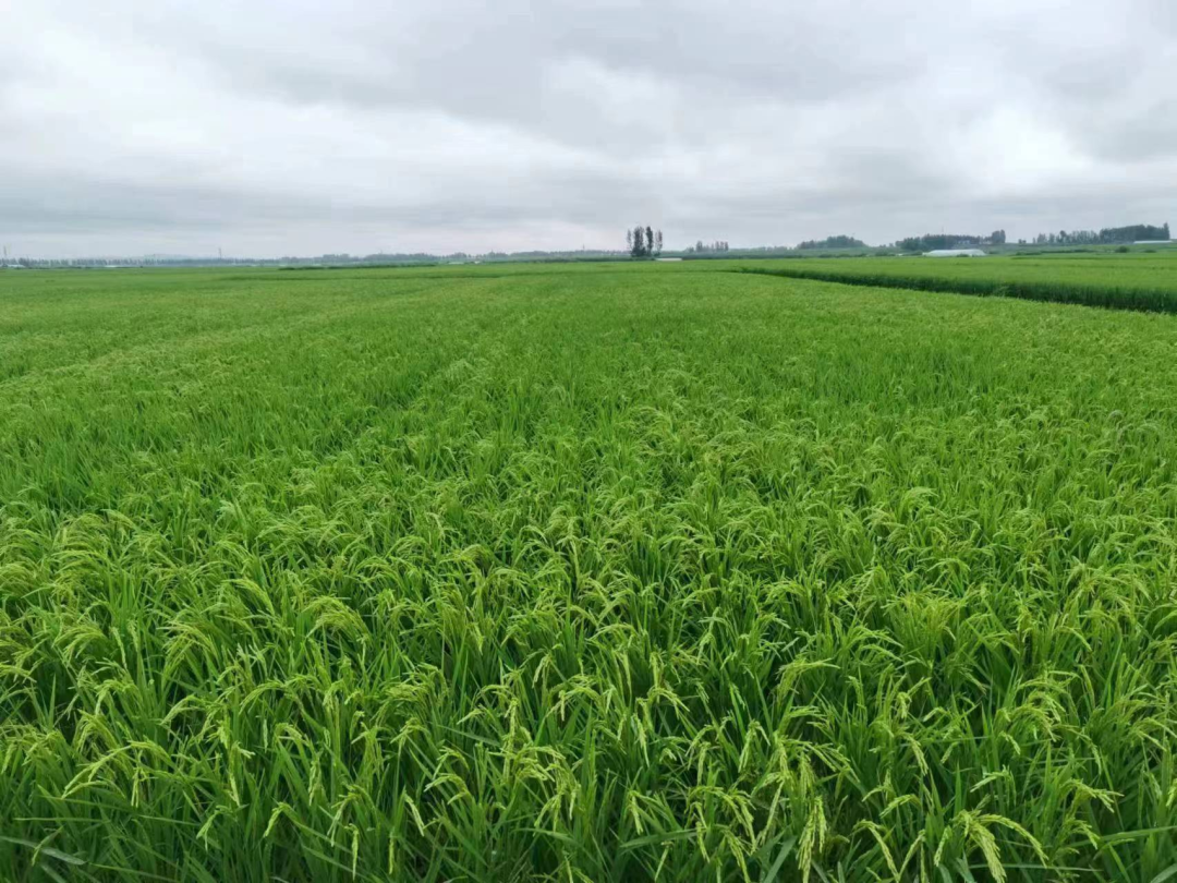 五常市志广乡拥政村未受影响的水稻.受访者供图