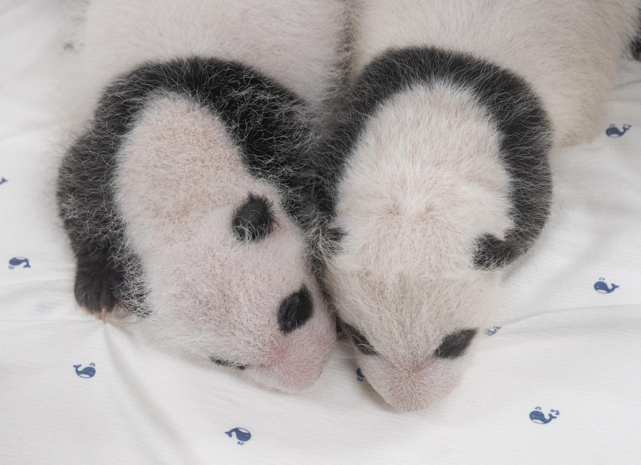 在韩大熊猫双胞胎满月照(韩国爱宝乐园)