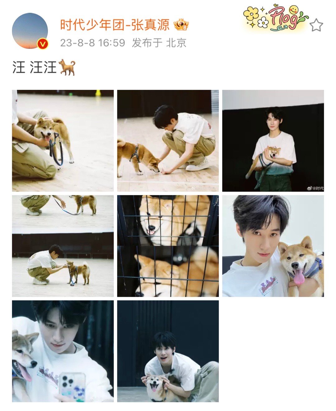 丨@时代少年团-张真源 晒与柴犬合照🤳🏻!|柴犬|张真源|张哥_新浪新闻