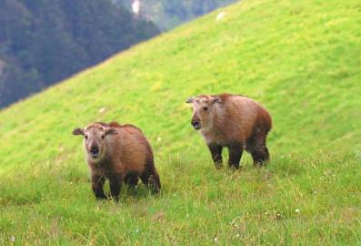扭角羚幼崽.俞丹莉 摄