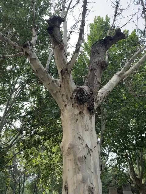 挺好的一颗树咋就枯死了呢_新浪新闻