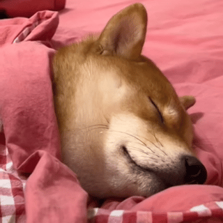 表情包 | 教教我怎么赚钱 拿图点赞,吱声