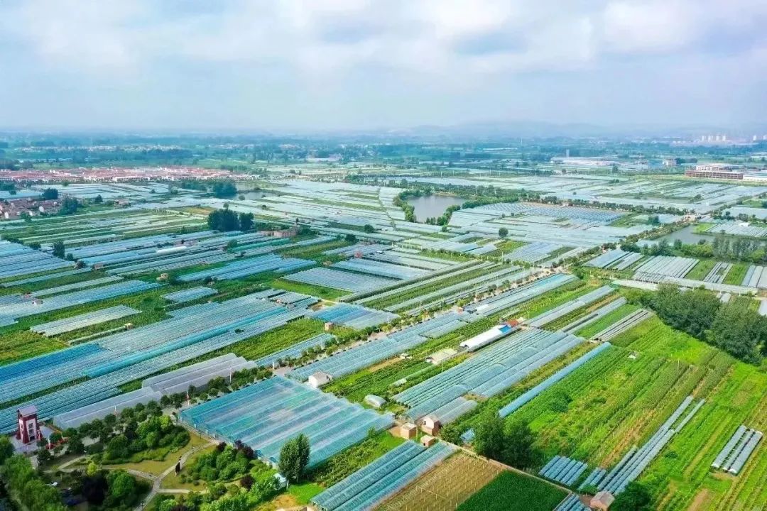 淮北市杜集区大庄葡萄园.万善朝 摄