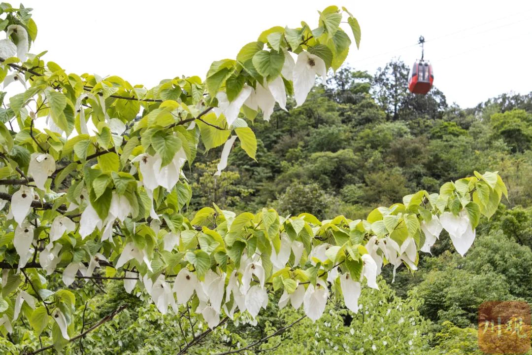瓦屋山珙桐花&nbsp;川观拍客:李继军