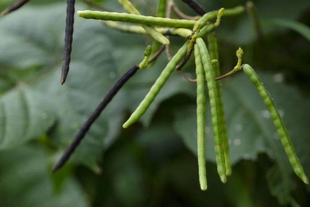 围农夜话丨豆绿色的盛夏|绿豆汤_新浪财经_新浪网