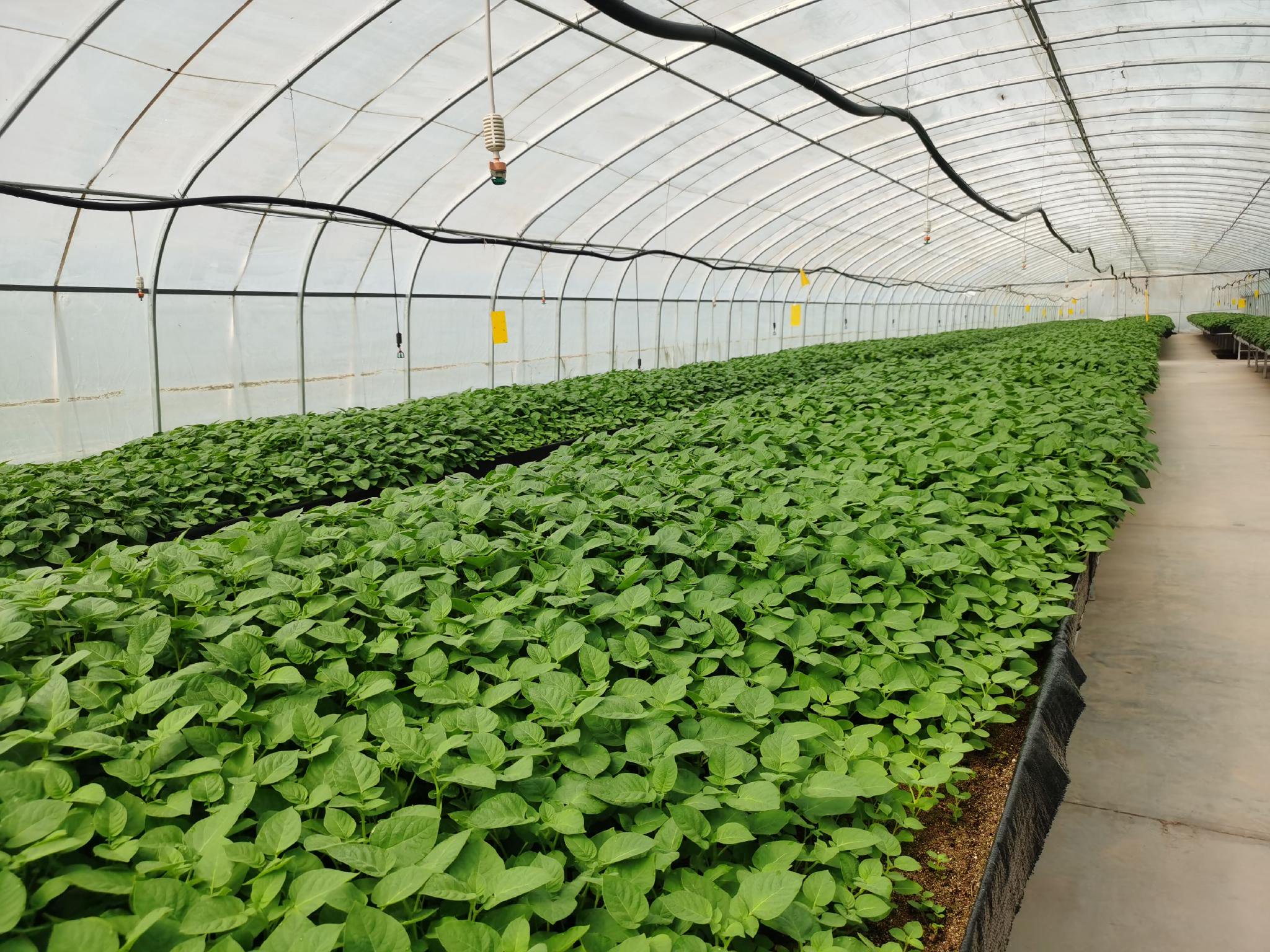 山丹马场脱毒马铃薯种薯繁育大棚.科技日报记者 刘园园 摄