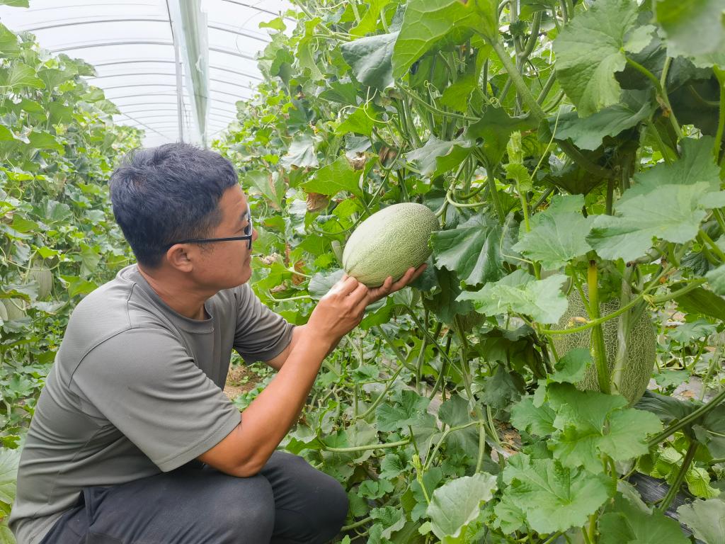 在济南市章丘区高官寨街道的山东会园农业科技有限公司甜瓜大棚