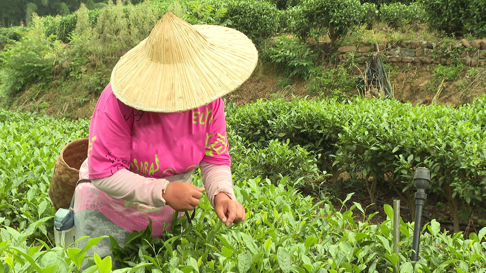 夏茶下树 筠连茶业焕发“第二春”|茶山|筠连|夏茶_新浪新闻