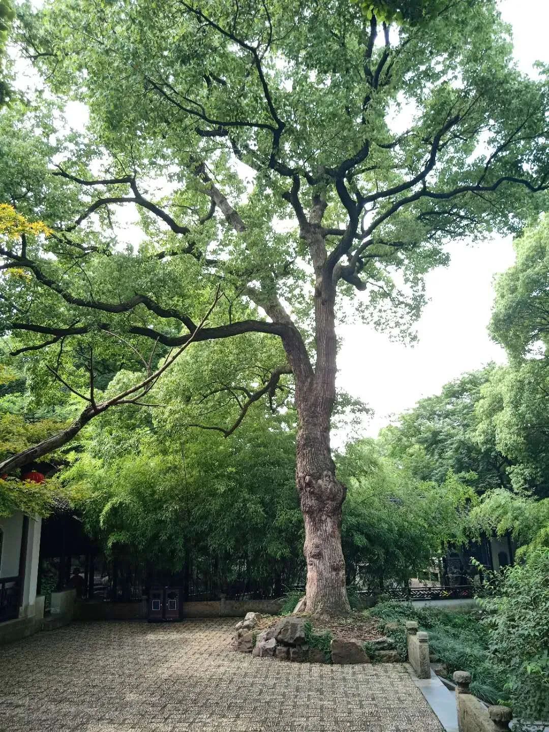 树龄350年(来源:无锡市市政和园林局古树名木登记表)