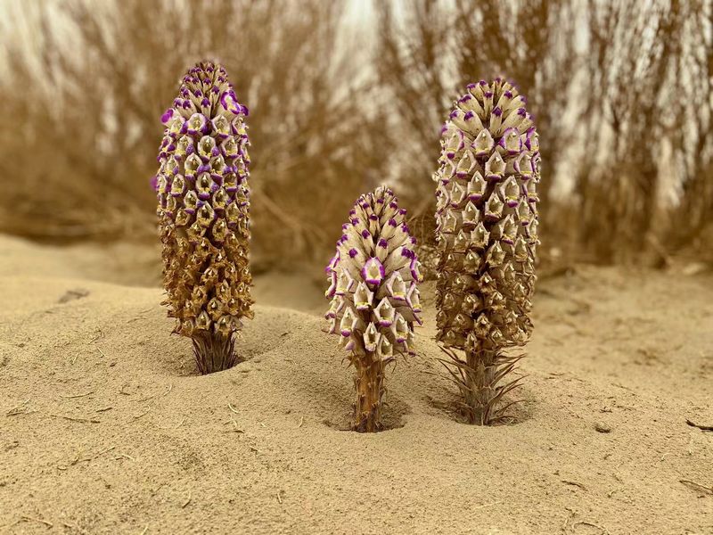 新疆和田地区种植的肉苁蓉.武瑞丽 摄