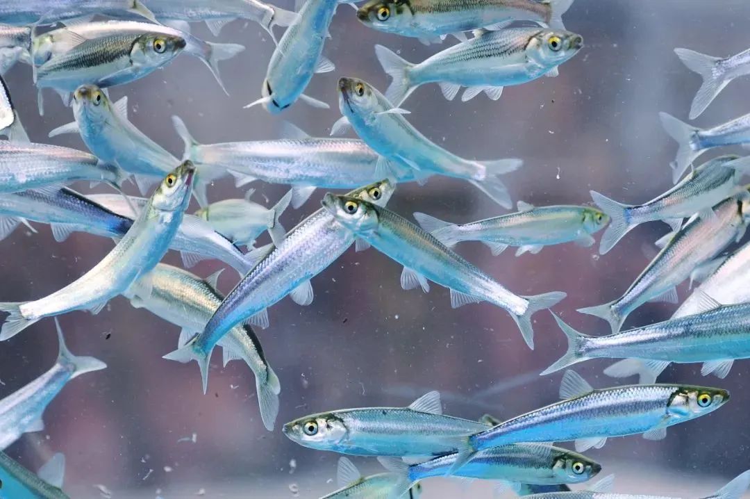 2922鱼,学名鱇浪白鱼,是云南独有的土著鱼种.