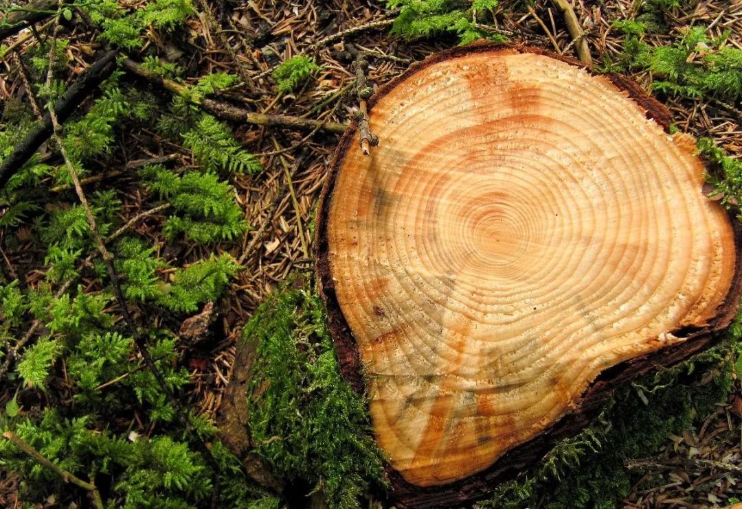 树木年轮