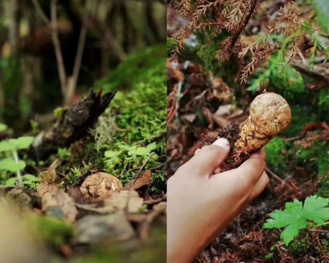 这些生长在原始森林中的野生松茸,掩埋在厚厚的土壤层之下,每一根都
