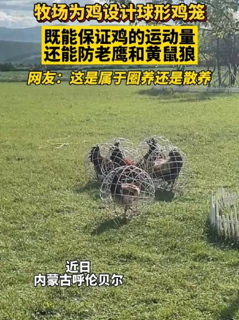 牧场为鸡设计球形鸡笼，既能保证鸡的运动量……_新浪新闻