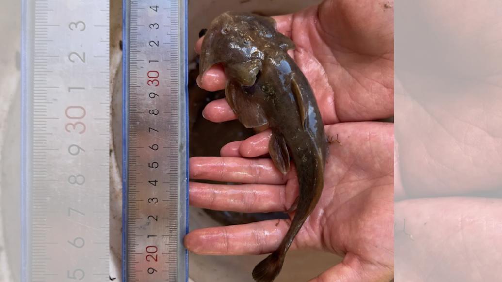 青藏高原时隔40多年再现特有珍稀鱼类