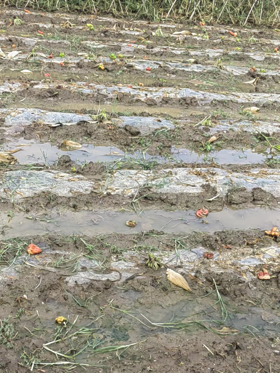被雨水浇坏的辣椒