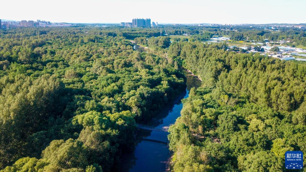内蒙古乌兰浩特:洮儿河国家湿地公园景色美