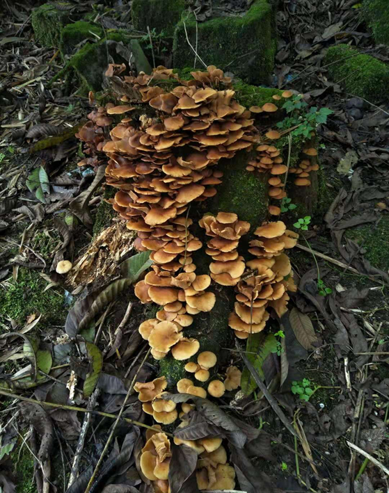 四川常见毒蘑菇图片