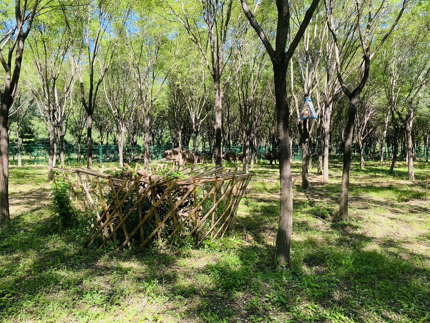 保育小区中的本杰士堆.通州区林业站供图